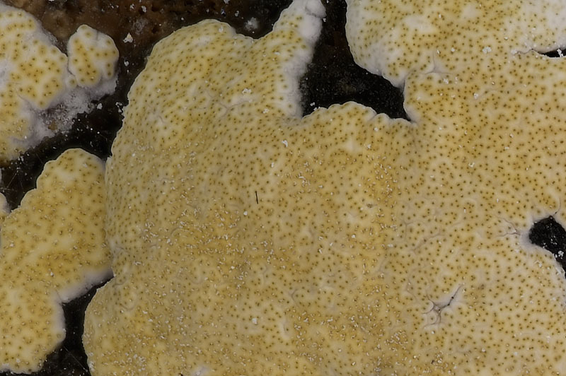 Trichoderma pulvinatum